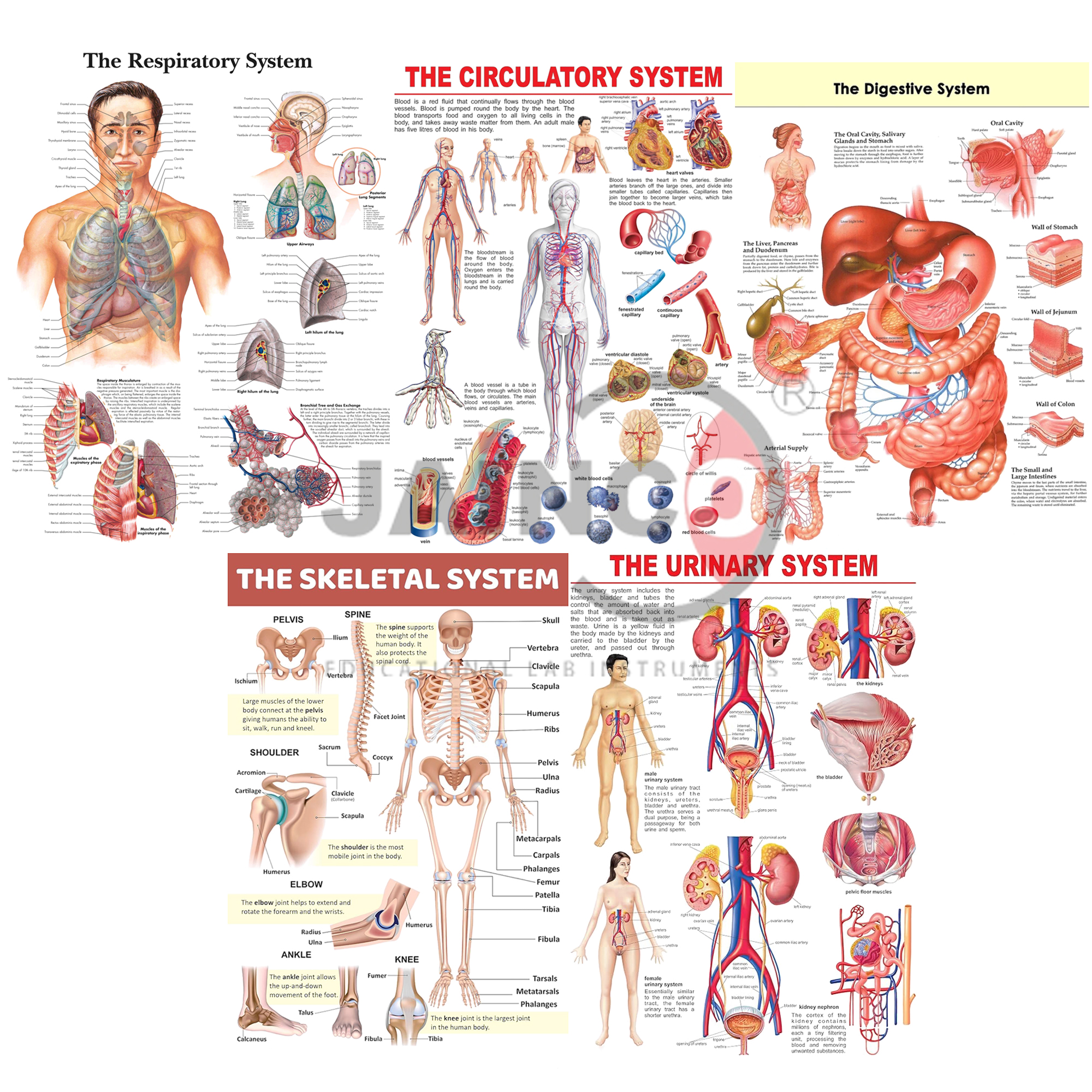 Human organ system coloured printed on hard board
