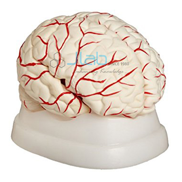 Brain with Arteries
