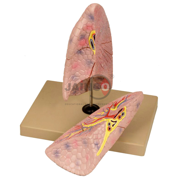 Right Lung Model