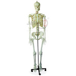Human Skeleton Medium Tall 85cm