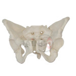 Adult Female Pelvis