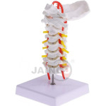 Cervical Vertebral Column with Neck Artery