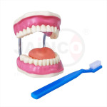 Large Teeth Model with Brush