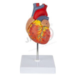 Heart Model