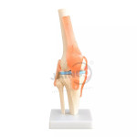 Knee Joint Life Size