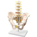 Human Male Pelvis With Lumbar Vertebrae