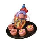 Heart With Arteries Models