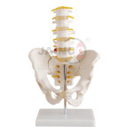 Pelvis with Lumber Vertebrae