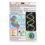 RNA