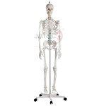Mini Human Skeleton 42cm