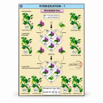 Hybridisation-1