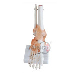 Human Foot Joint Model