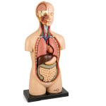 Human Torso