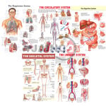 Human organ system coloured printed on hard board