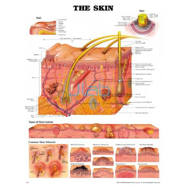 Human Skin Chart India, Human Skin Chart Manufacturer, Human Skin Chart ...
